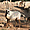 L'oryx d'Arabie (Al Ain zoo)