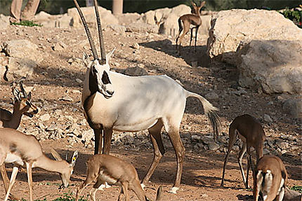 L'oryx d'Arabie (Al Ain zoo)