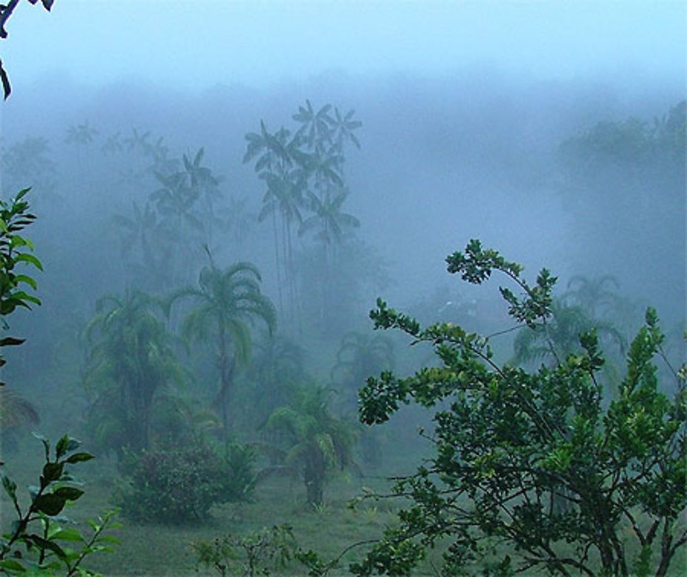 Matin au carbet au bord de l'Approuage