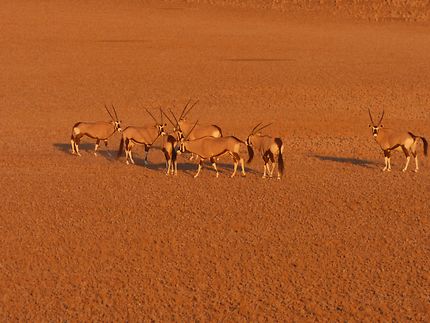 Troupeau d'oryx dans la région de Sossusvlei