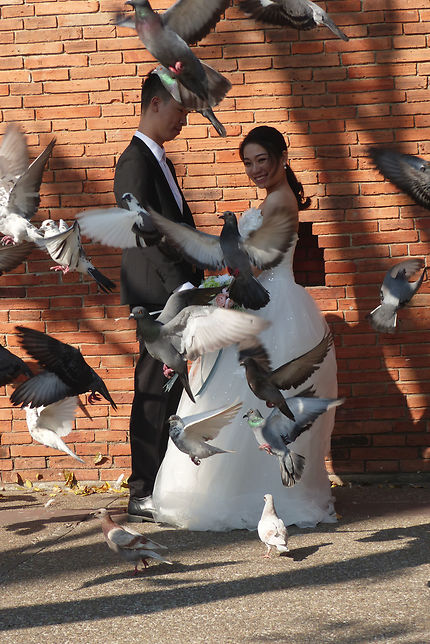 Vive les mariés et vive les pigeons