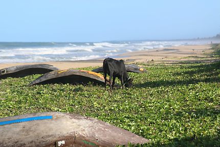 Boeuf sur la plage à Madagascar