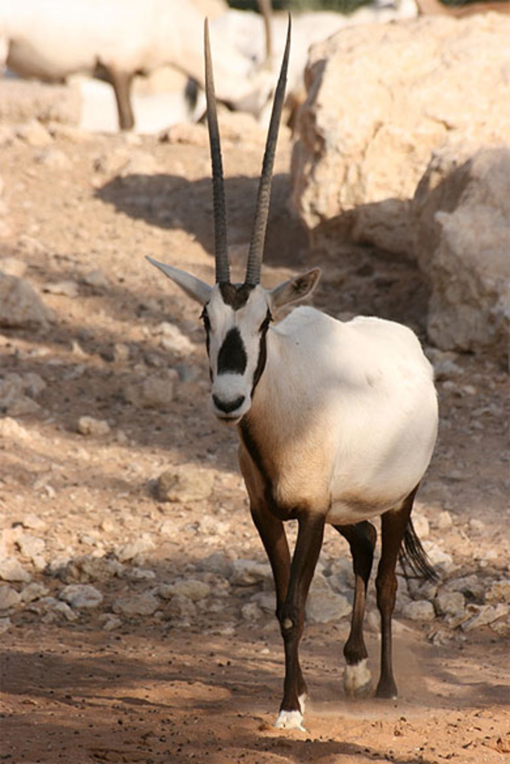 Oryx