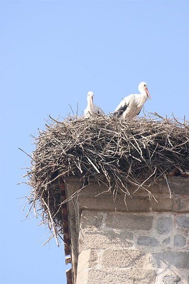 Des cigognes à Bansko Des cigognes à Bansko