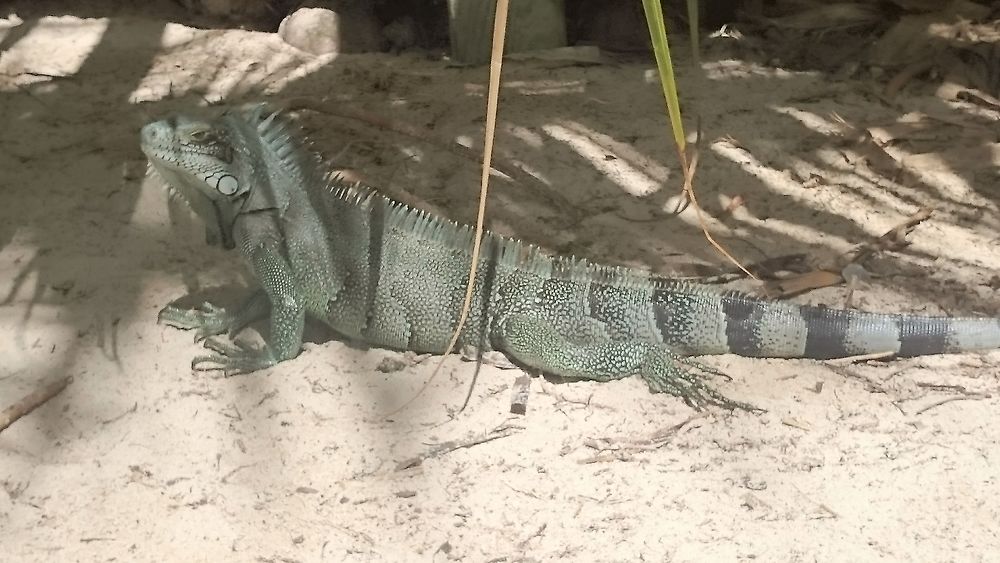 Iguane sur la plage