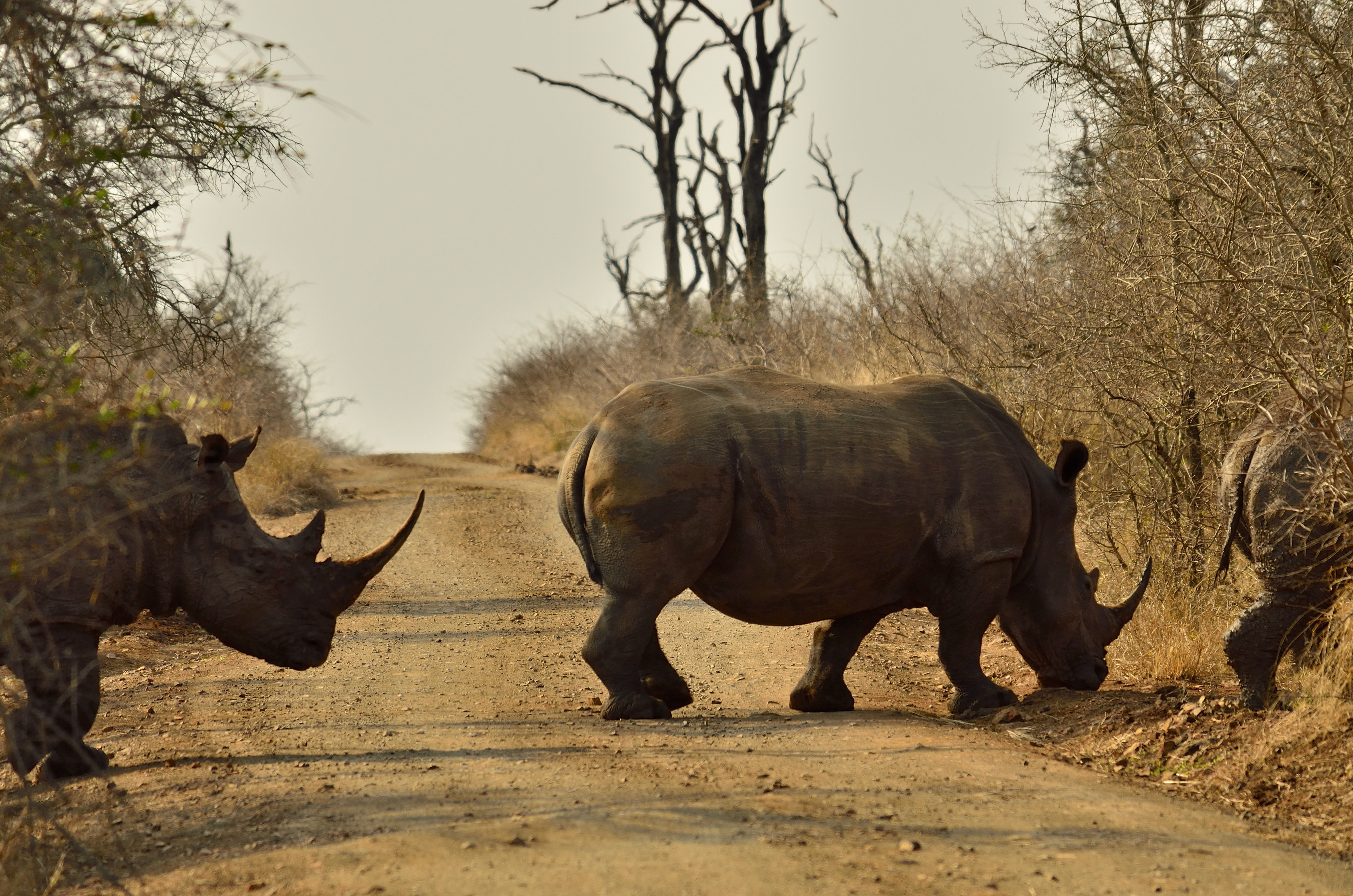 Route bloquée par les rhinocéros !