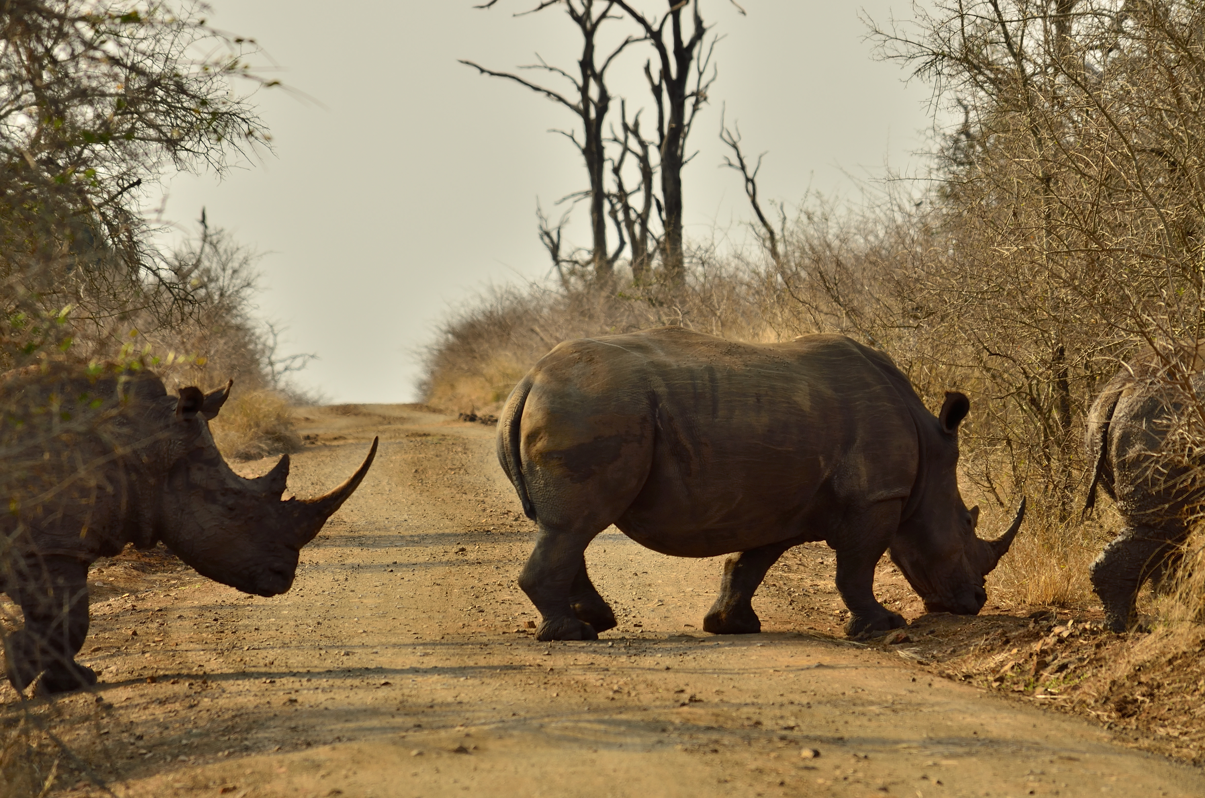 Route bloquée par les rhinocéros ! Route bloquée par les rhinocéros !