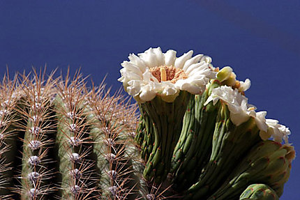 Cactus en Arizona