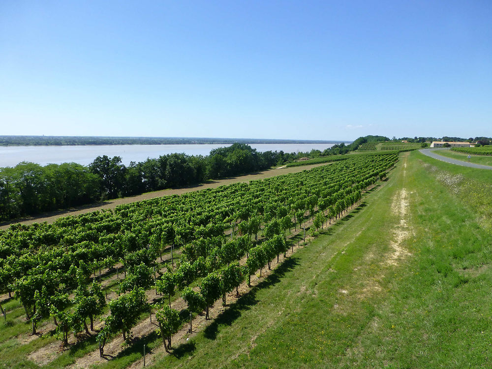 Vignes en bord de Gironde