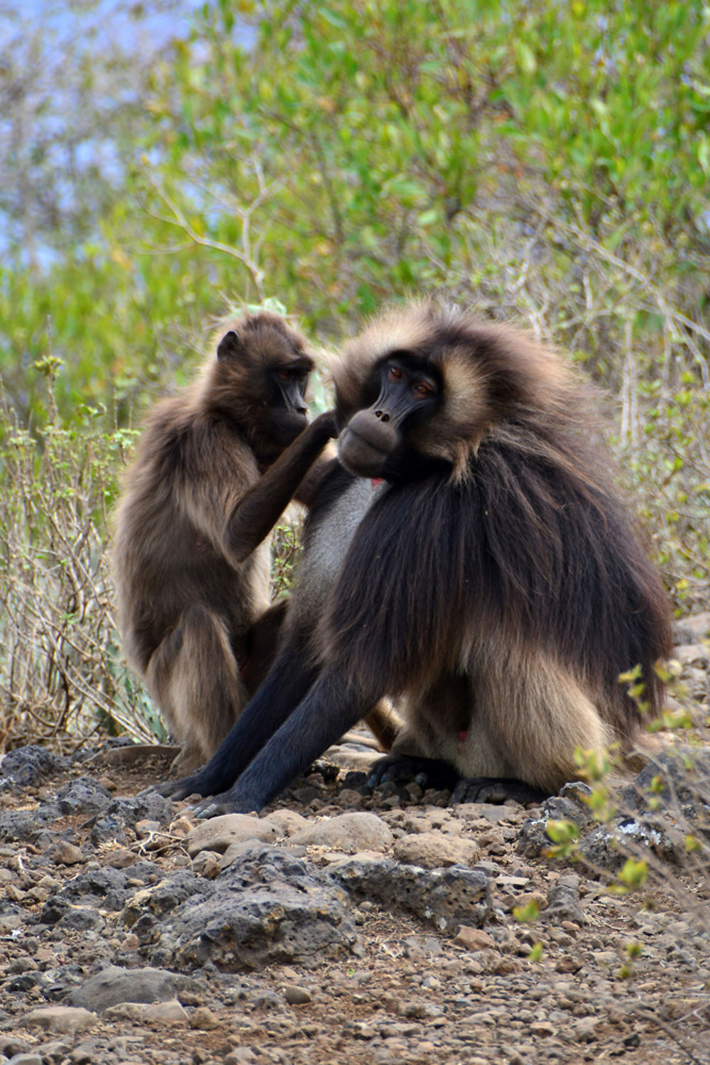 Epouillage à Debre Libanos