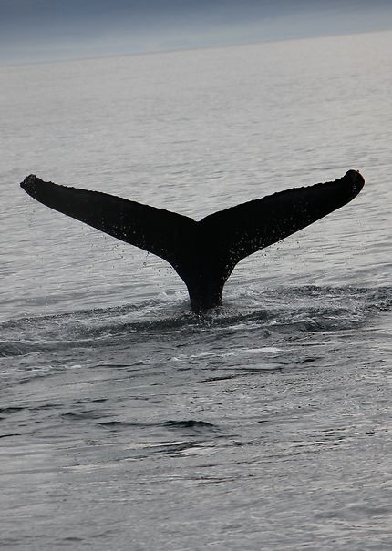 Baleine en liberté