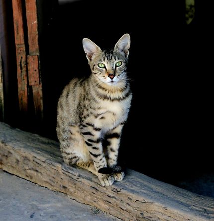 Le chat des Himalayas, Dharamsala
