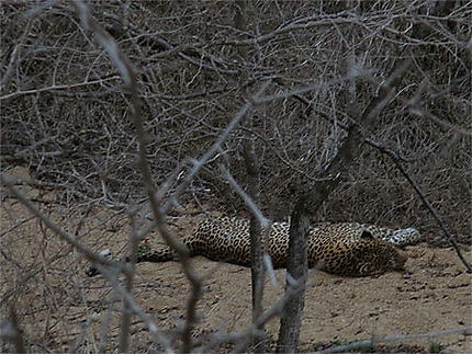 Leopard dormant