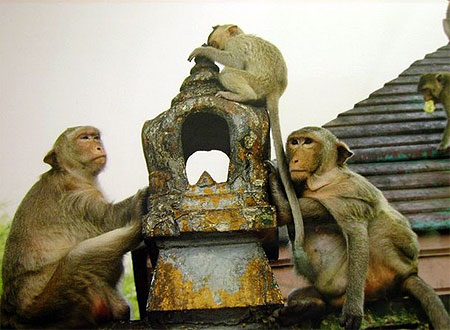 Singes au temple d'Ayutthaya Singes au temple d'Ayutthaya