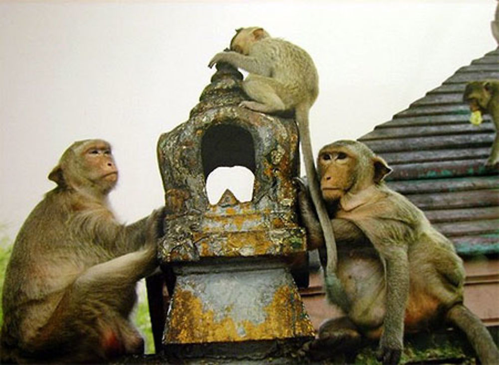 Singes au temple d'Ayutthaya