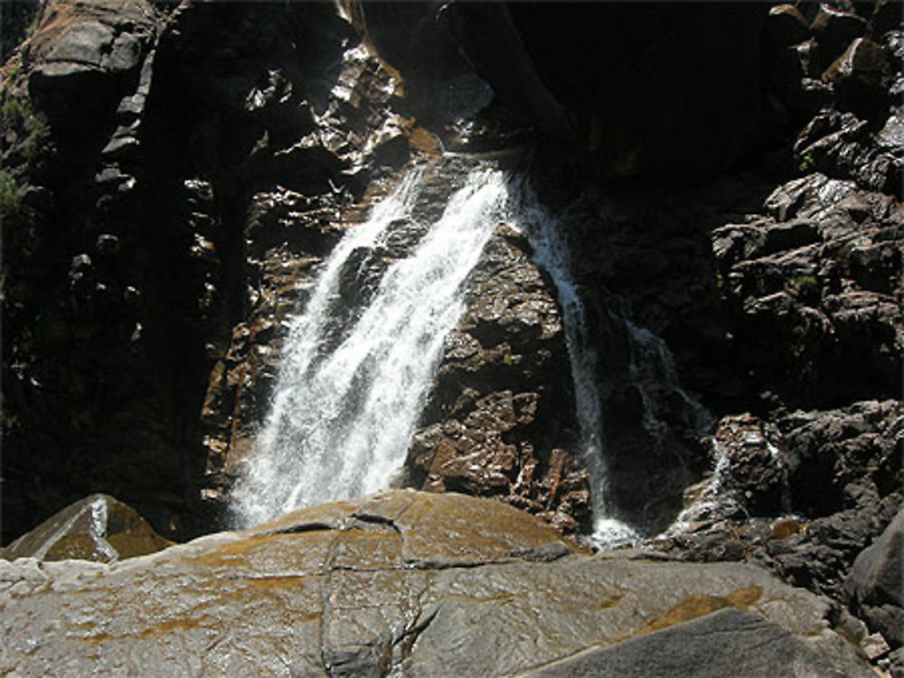 Piscia di Gallo