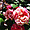 rose bicolore