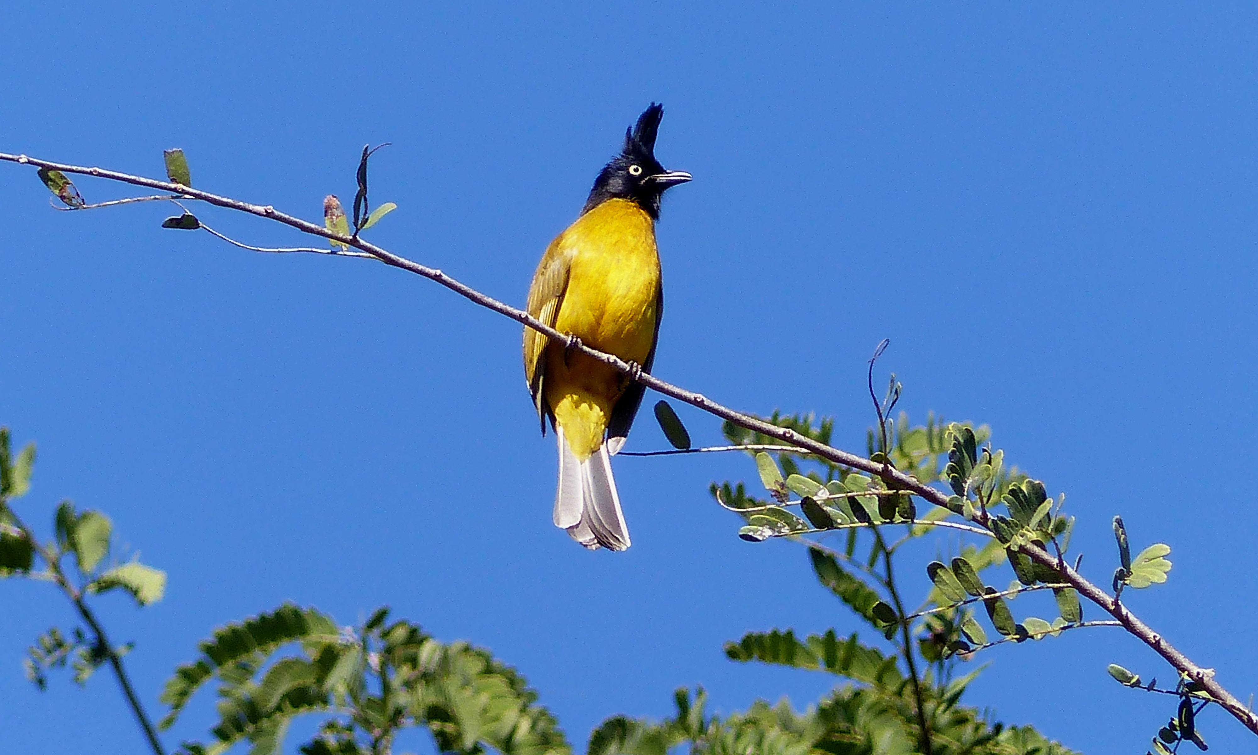 Bulbul jaune à tête et crête noires Bulbul jaune à tête et crête noires