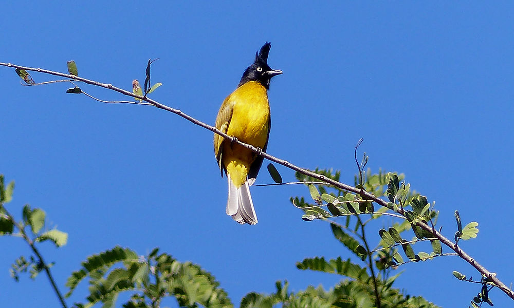 Bulbul jaune à tête et crête noires