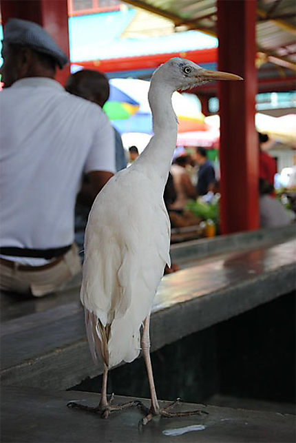 Bird in Fish Market