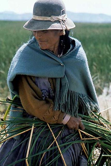 Bolivie, ramassage de roseaux