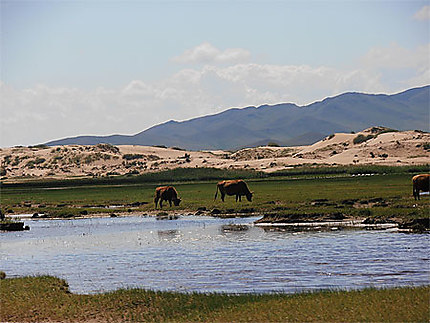 Dunes Mongolie