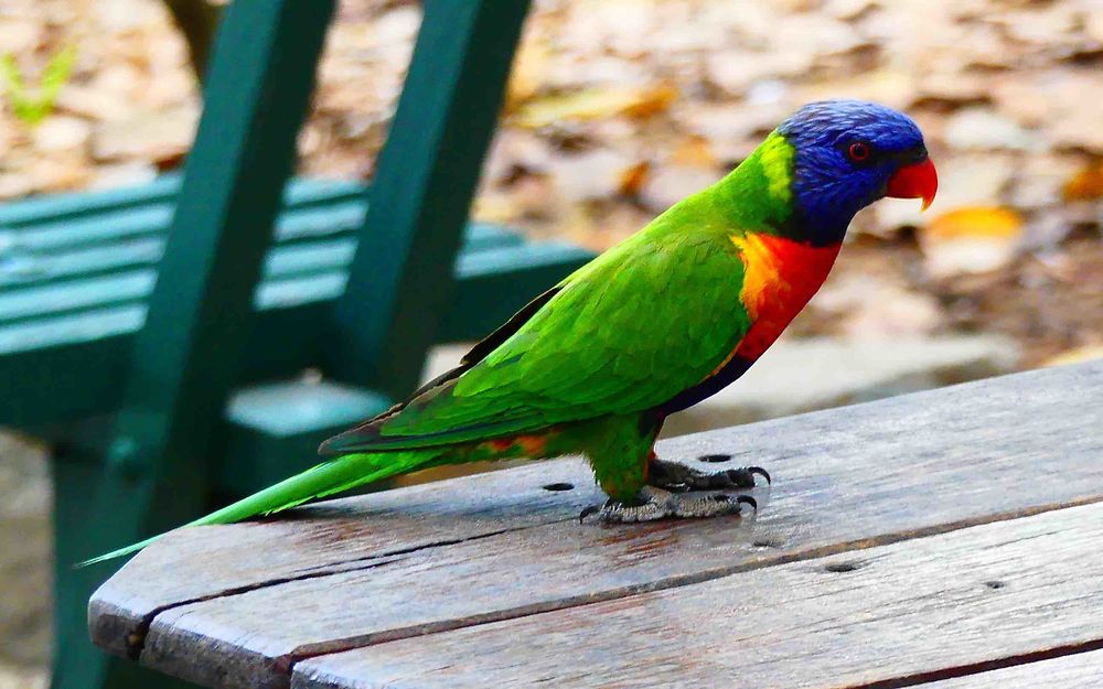 Loriquet à tête bleue