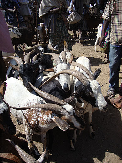 Chèvres au marché