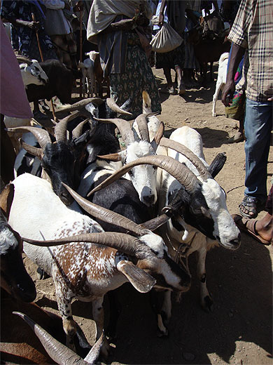 Chèvres au marché Chèvres au marché
