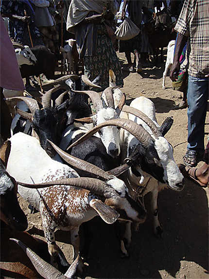 Chèvres au marché