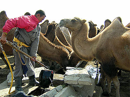 Eleveur de chameaux
