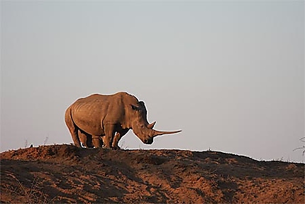 Rhinocéros au soleil couchant
