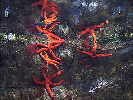 Etoile de mer aquarium de st Malo