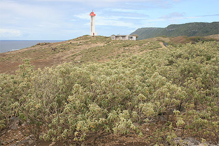 Le phare (La Désirade)
