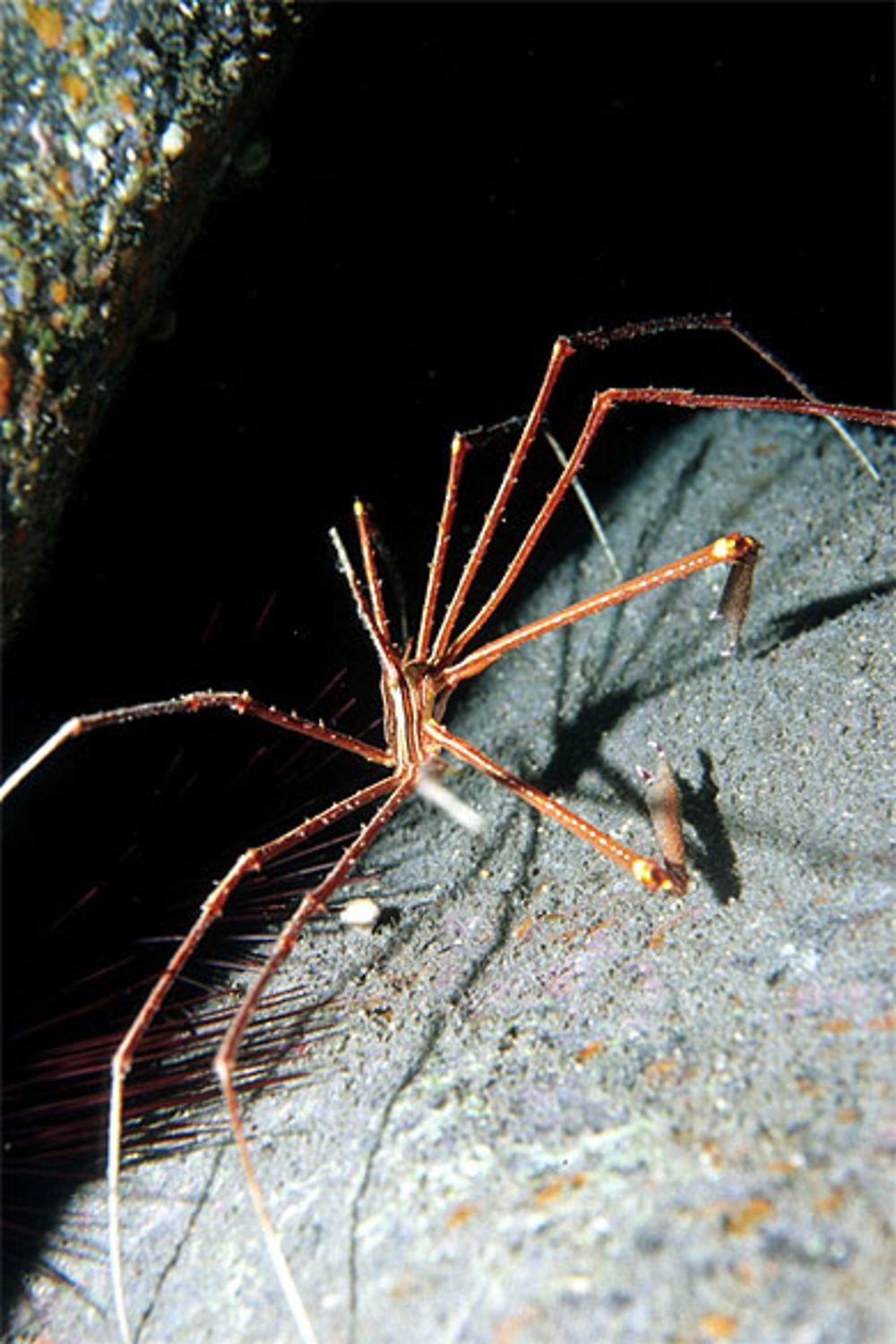 Crabe ou araignée ?