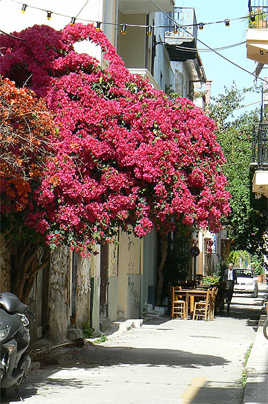 Bougainvillier dans ruelle Bougainvillier dans ruelle