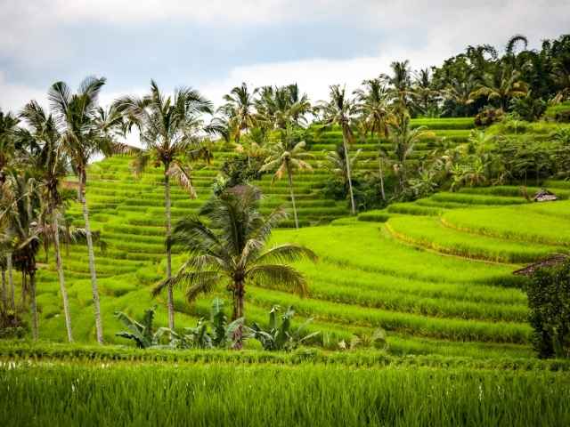Indon&eacute;sie : &icirc;les, volcans et traditions