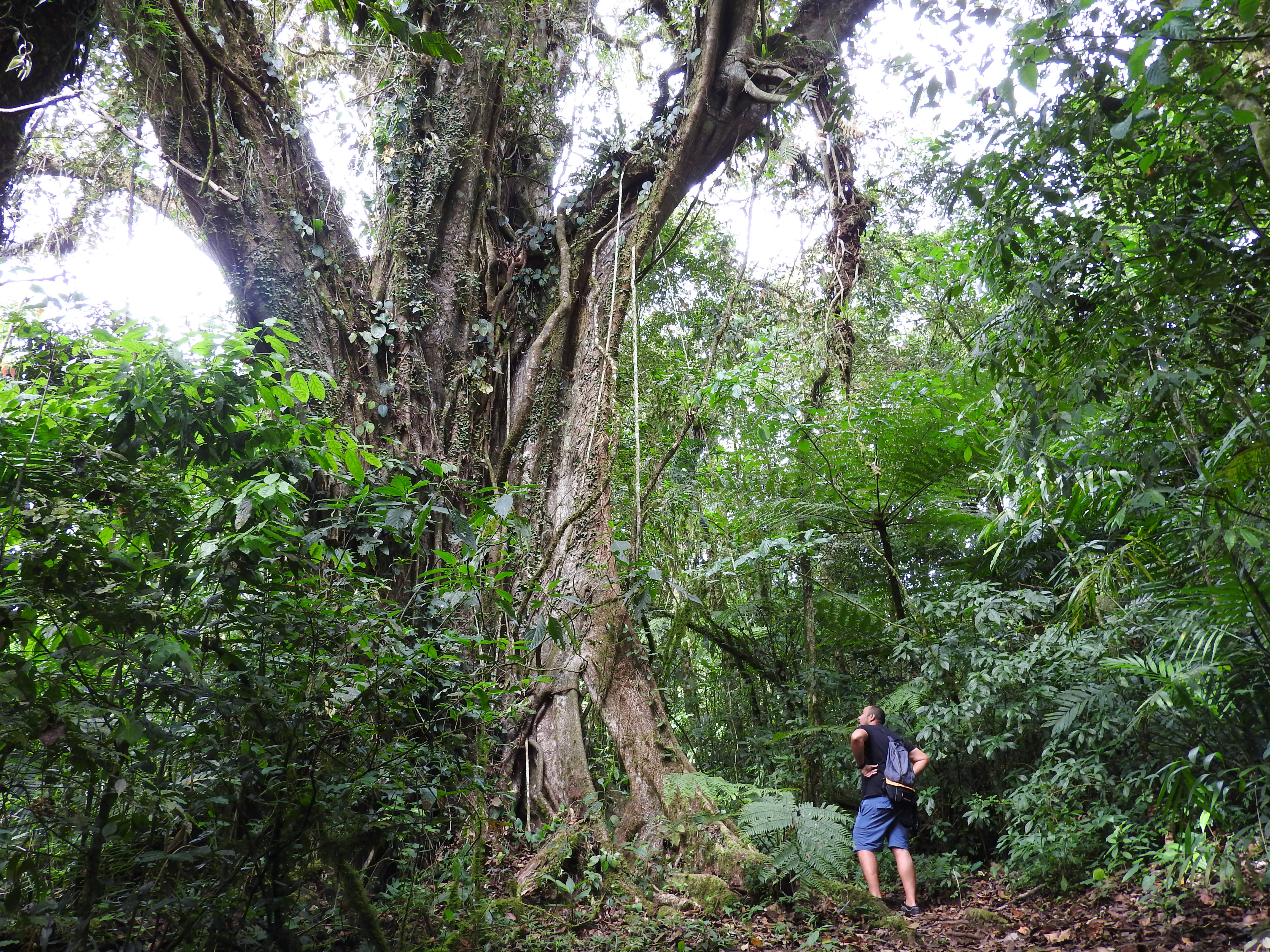 Matagalpa - Balade dans la Selva Negra Matagalpa - Balade dans la Selva Negra