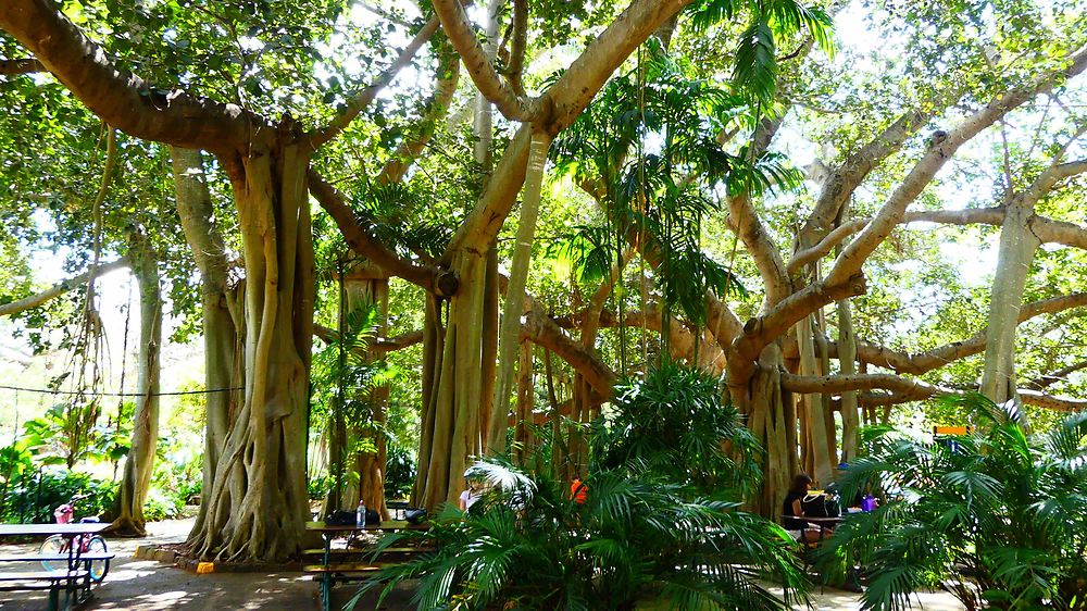 Botanic Garden de Rockhampton