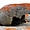 Flinders Chase Nl Park - Remarkable Rocks