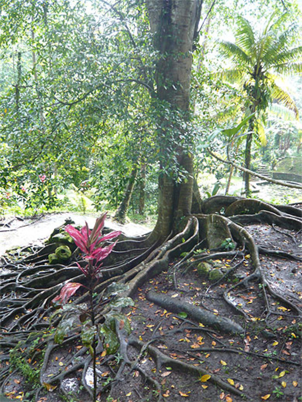 Arbre au Temple de Goa Gajah