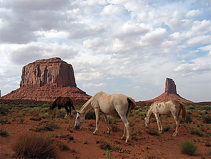 Les Chevaux Sauvages Monument Valley Arizona Parcs Nationaux De L Ouest Americain Routard Com