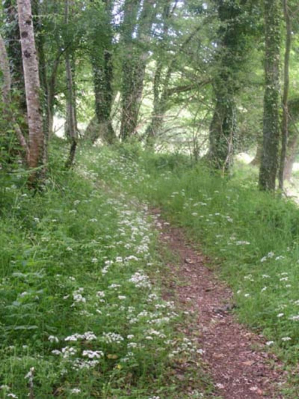 Sentier dans la foret