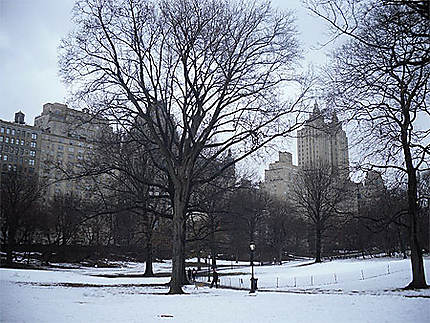Central park sous la neige
