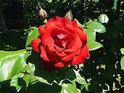 La rose rouge