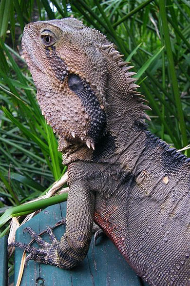 Iguane Iguane