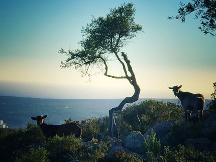 Chèvres sauvage à Majorque