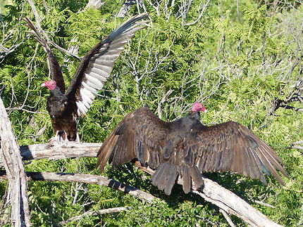 Turkey Vulture au Texas