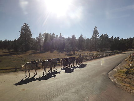 Chevaux vers Bryce Canyon