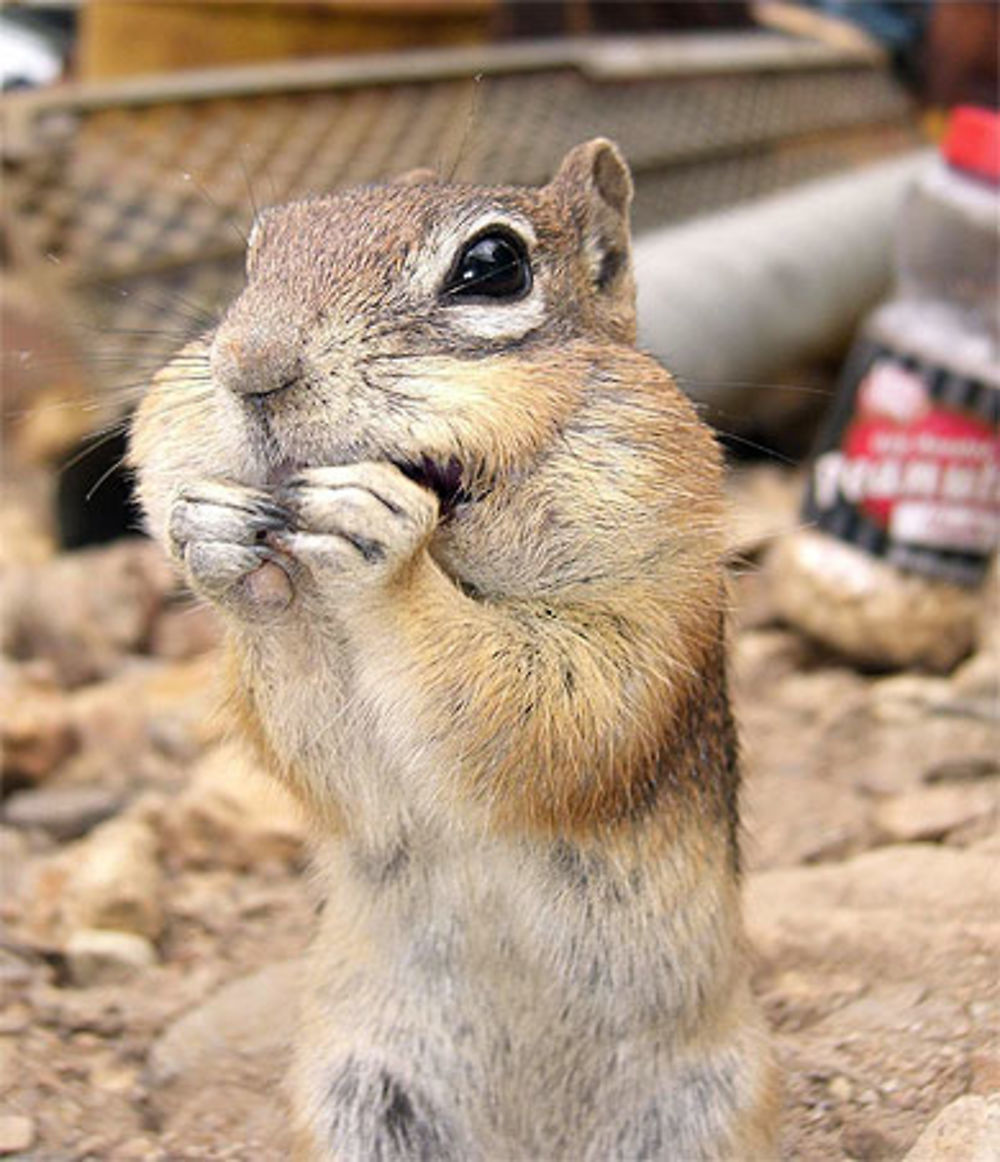 Chipmunk affamé